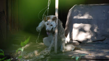 10:20: Animal Cops Houston (S17 E9) (S17) | Animal Planet | 4/8 2026