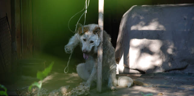 02:15: Animal Cops Houston (S17 E9) (S17) | Animal Planet | 11/4 2025