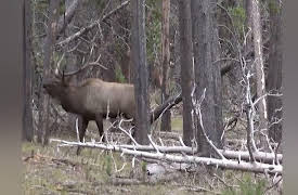 Dog Soldier the Coyote Calling and Predator Hunting Show: Food Chain of Fools"