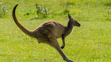 05:30: I Was Prey (S2 E11) (S2) | Animal Planet | 12/25 2025