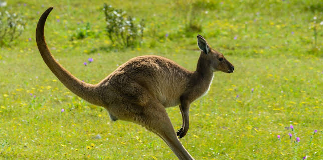 04:30: I Was Prey (S2 E11) (S2) | Animal Planet | 12/25 2025