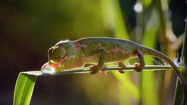 17:50: Kenia - Eine Oase im Sand (1/2) | Arte | 4/6 2026