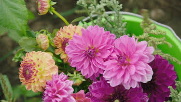 09:00: Schnittgut. Alles aus dem Garten | ARD Alpha | 3/30 2026