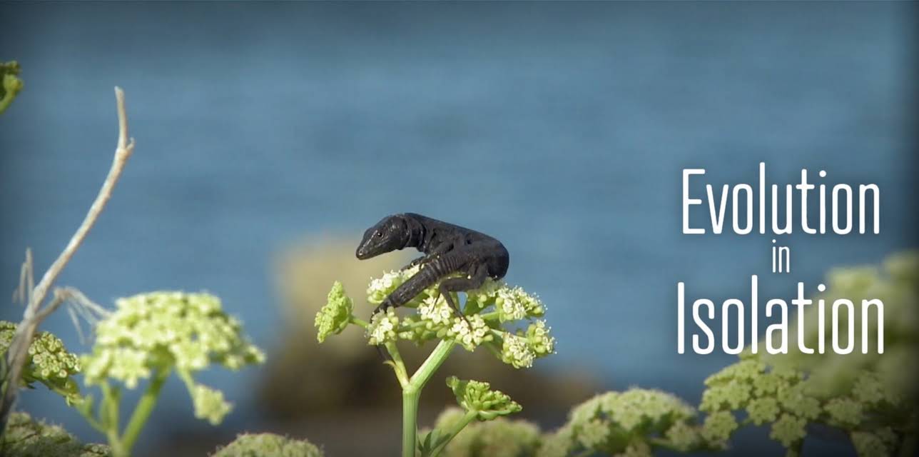 Evolution in Isolation (2016)