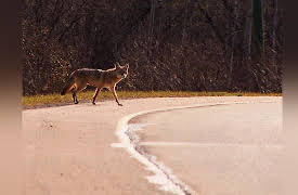 City Wildlife Rescue: Coyote Chase