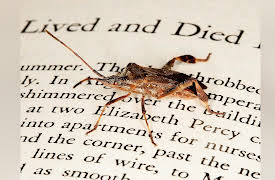 Why Insects Matter: Earth’s Most Essential Species: Insects in Art, Literature, and Film