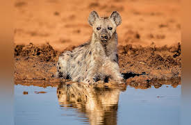The Great Tours: African Safari: African Predators