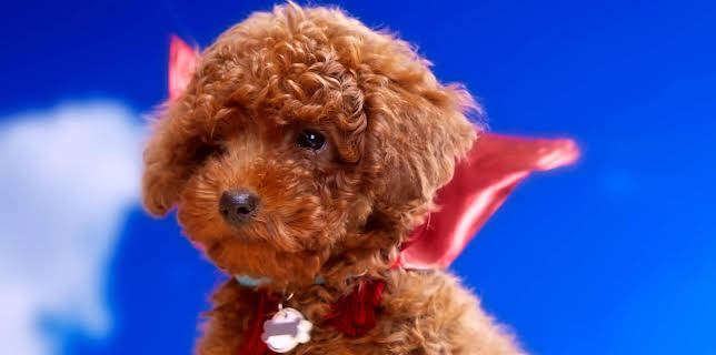 17:20: Rosin og Bolle: Superhelt | NRK Super | 1/15 2026