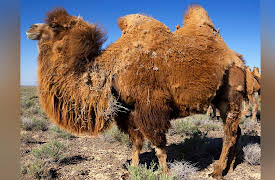 The Barbarian Empires of the Steppes: Trade across the Tarim Basin