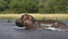 Die größten Flüsse der Erde: Der Nil