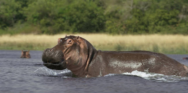 15:15: Die größten Flüsse der Erde: Der Nil | ARD Alpha | 3/3 2026