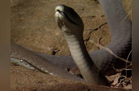 Caught in the Act, Season 1: Elephant Rampage