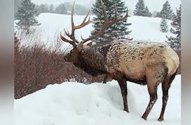 Wild Photo Adventures: Yellowstone Part 1