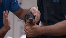 Der Super-Doc - Einsatz für 4 Pfoten