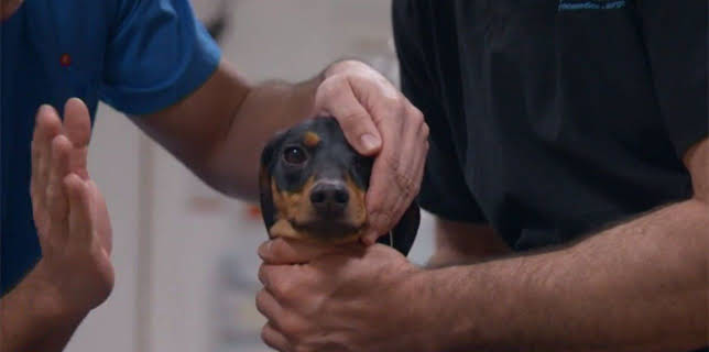 17:25: Der Super-Doc - Einsatz für 4 Pfoten | Sixx | 2/22 2026