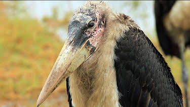 10:35: Elefant, Tiger & Co. | MDR Fernsehen | 8/14 2025