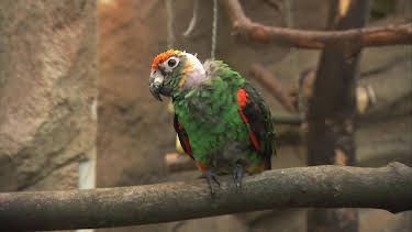 05:45: Giraffe, Erdmännchen & Co. (255) | HR Fernsehen | 6/16 2026