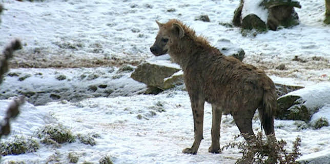 10:35: Elefant, Tiger & Co. | MDR Fernsehen | 1/20 2026