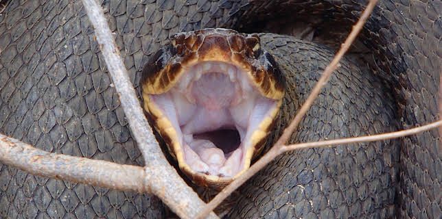 00:45: I'm Alive (S2 E6) (S2) | Animal Planet | 12/17 2025