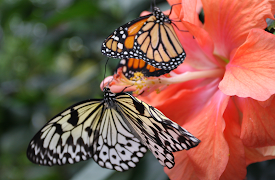 Great Migrations: Science of Great Migrations