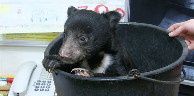 10:35: Elefant, Tiger & Co. (319) | MDR Fernsehen | 2/16 2026