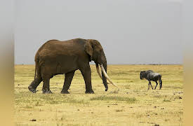 Blood Ivory Season 1: Access Denied