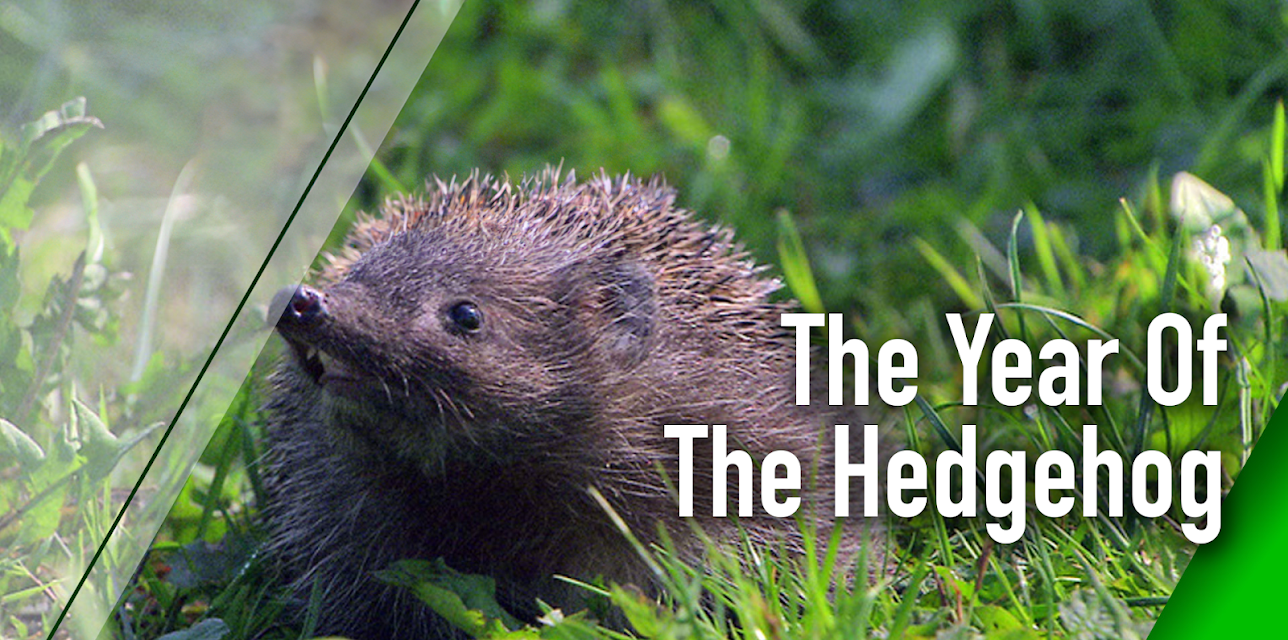 Year of the Hedgehog (2009)