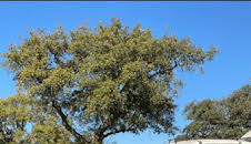 Certeros ballesteros: Palomas a cimbel con el 410