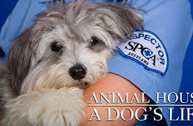 Animal House: A Dog's Life: Sparkplug, a gentle Dalmatian