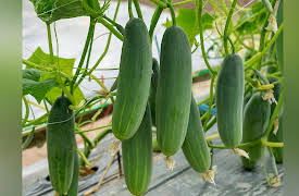 The Botanist's Eye: Identifying the Plants around You: Eudicots: Squashes, Oaks, and Birches