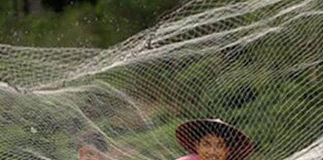 19:29: Sabores: Hawai, la magia del Pacífico | La Otra | 2/13 2026