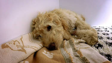 5:00 PM: The Supervet: Noel Fitzpatrick (S3 E6) (S3) | W | 4/9 2026