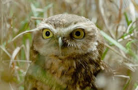 Naturens minstingar: Minnesota