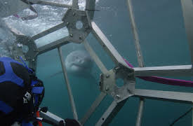 Predators Up Close with Joel Lambert: Episode 3