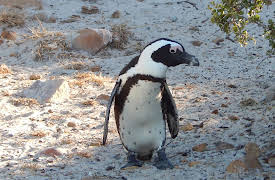 Meet The Penguins: Episode 8