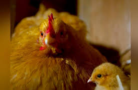 Wild Tales From the Farm Season 1: Leaping into Life