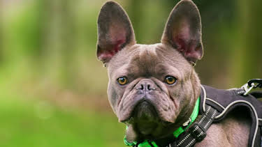 21:30: Hundehuset: Spud | NRK 2 | 4/3 2026