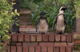 Penguin Town: Mot vuxenlivet