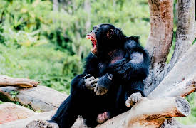 I Was Prey Season 1: Feeding Frenzy