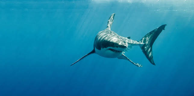 Africa's Claws & Jaws