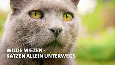 13:15: Wilde Miezen | MDR Fernsehen | 5/9 2026