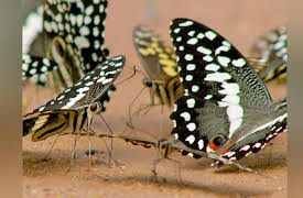 Africa's Wild Horizons: Vredefort Dome Crater of Life