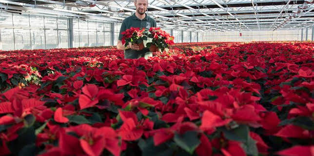 06:20: Wie geht das? Weihnachtssterne | NDR Fernsehen | 12/15 2025