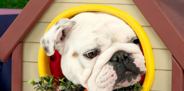 17:20: Rosin og Bolle: Musikalen | NRK Super | 12/13 2025