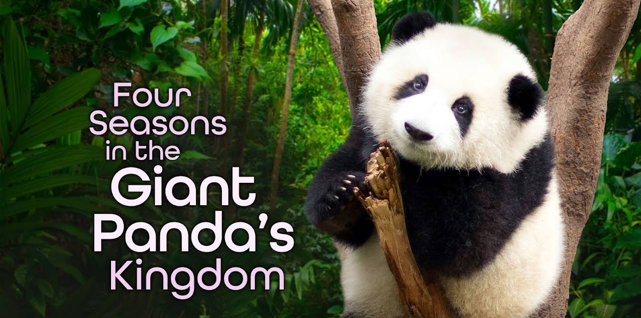 4 Seasons in the Giant Pandas Kingdom