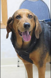 22:30: El increíble doctor Pol: Abracadabra | Nat Geo Wild | 3/28 2026