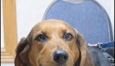 El increíble doctor Pol: Abracadabra