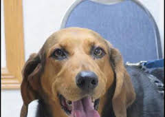 El increíble doctor Pol: Abracadabra