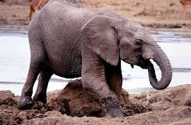 Growing Up Animal: A Baby Elephant's Story