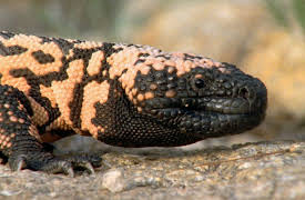 Wild Ones: Venomous/Poisonous